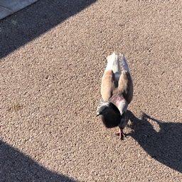 Aquamirae x Better Combat Compatibility