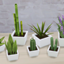 [Veranka] KiKi Plants pt. 1 logo