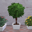[Veranka] KiKi Plants pt. 2 logo