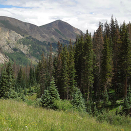 Ambiance - CEOofAUTIZMZ (bugs)(insects)(mobs)(ambient)(educational)