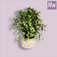 Single Object - Table Potted Plant logo