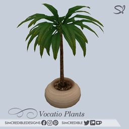 Vocatio palm 🌴 project image