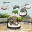 Spring Mini set logo