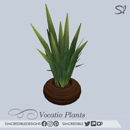 Vocatio Small Plant  🌿 project image