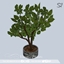 Vocatio potted tree 🌳 logo