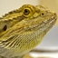 Dripcraft Expansion logo