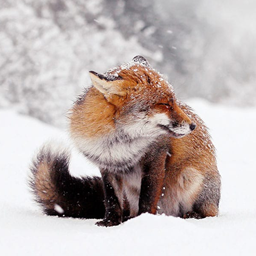 Friendly foxes SMP