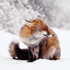 Friendly foxes SMP logo