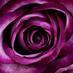 Rose Adventures project image