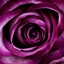 Rose Adventures logo