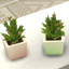 Tiny Succulent Recolor logo