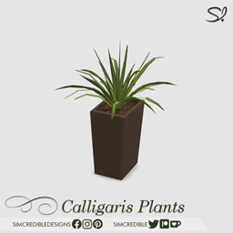 Calligaris Plants  🌿