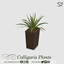 Calligaris Plants  🌿 logo