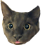 The -Create- Chonker logo