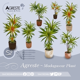 Agreste Madagascar Dragon Plant 🍃