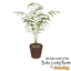 Comiko - Boho Living Room Areca Plant logo