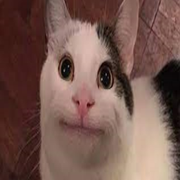 SurvialDotPNG