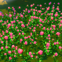 Clover flowers for landscaping