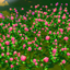 Clover flowers for landscaping logo