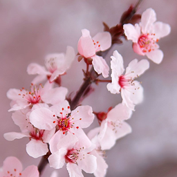 Flower's Garden