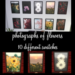 Flower Photography Poster Swatches logo