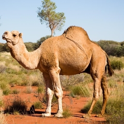 CamelCraft Redux project image
