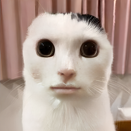 Cat's Skills
