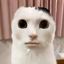 Cat's Skills logo