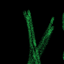 Lezy´s Magic Craft logo