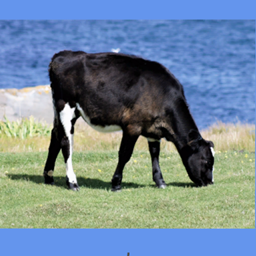 Wall Poster Cow logo