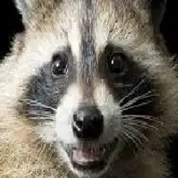 Raccoon's City project image