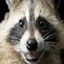 Raccoon's City logo