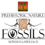 Prehistoric Nature Fossils
