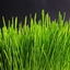 For Terra logo