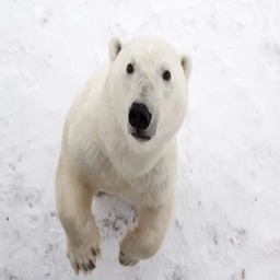 Bumbi's Igloo logo