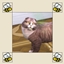 Commodities - Cat and Dog Sanity