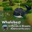 Whalebert Renewed logo