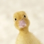 Duckrpg logo