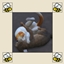 Pet to Pet - Cat and Dog Sanity