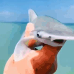 types of sharks project image