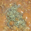 Tenshi's Slop Pack logo