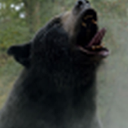 Bears bears bears 2 logo