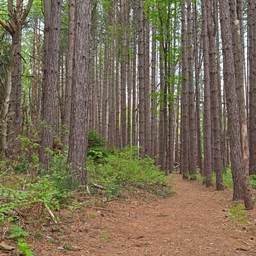 Pine Trl (LZ8) project image