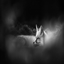Spook wit friends logo