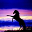 Eternal Equine logo