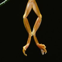 Froglegs logo