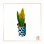 Snake Plant - Faded - Version 2 logo