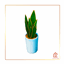 Snake Plant - Dark Green - Version 1 logo