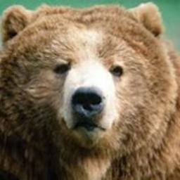 Bearstergaming's Create Survival Series logo