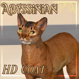 [PW] HD Abyssinian